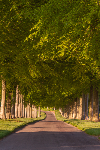 Moor Crichel Canopy